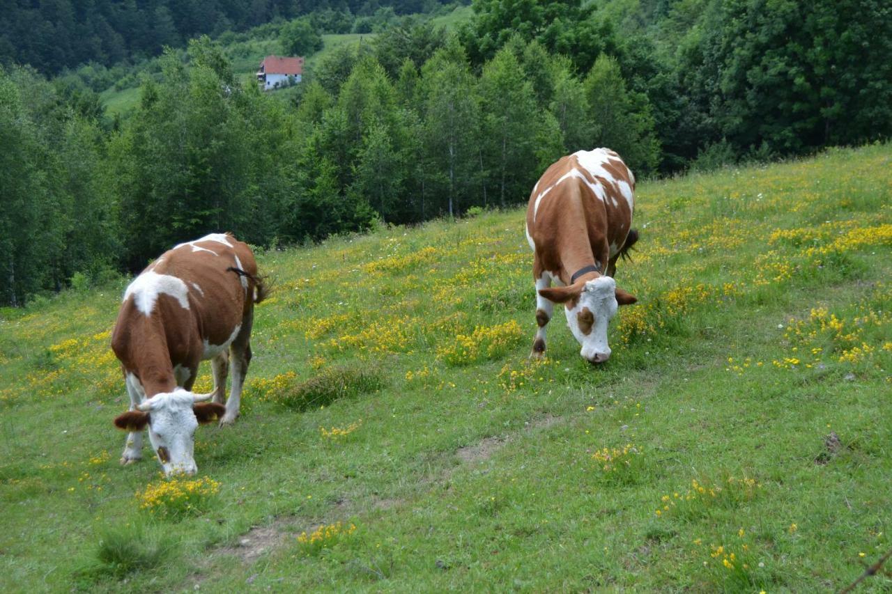 Turizam Koturovic Bed and Breakfast Ivanjica Eksteriør billede